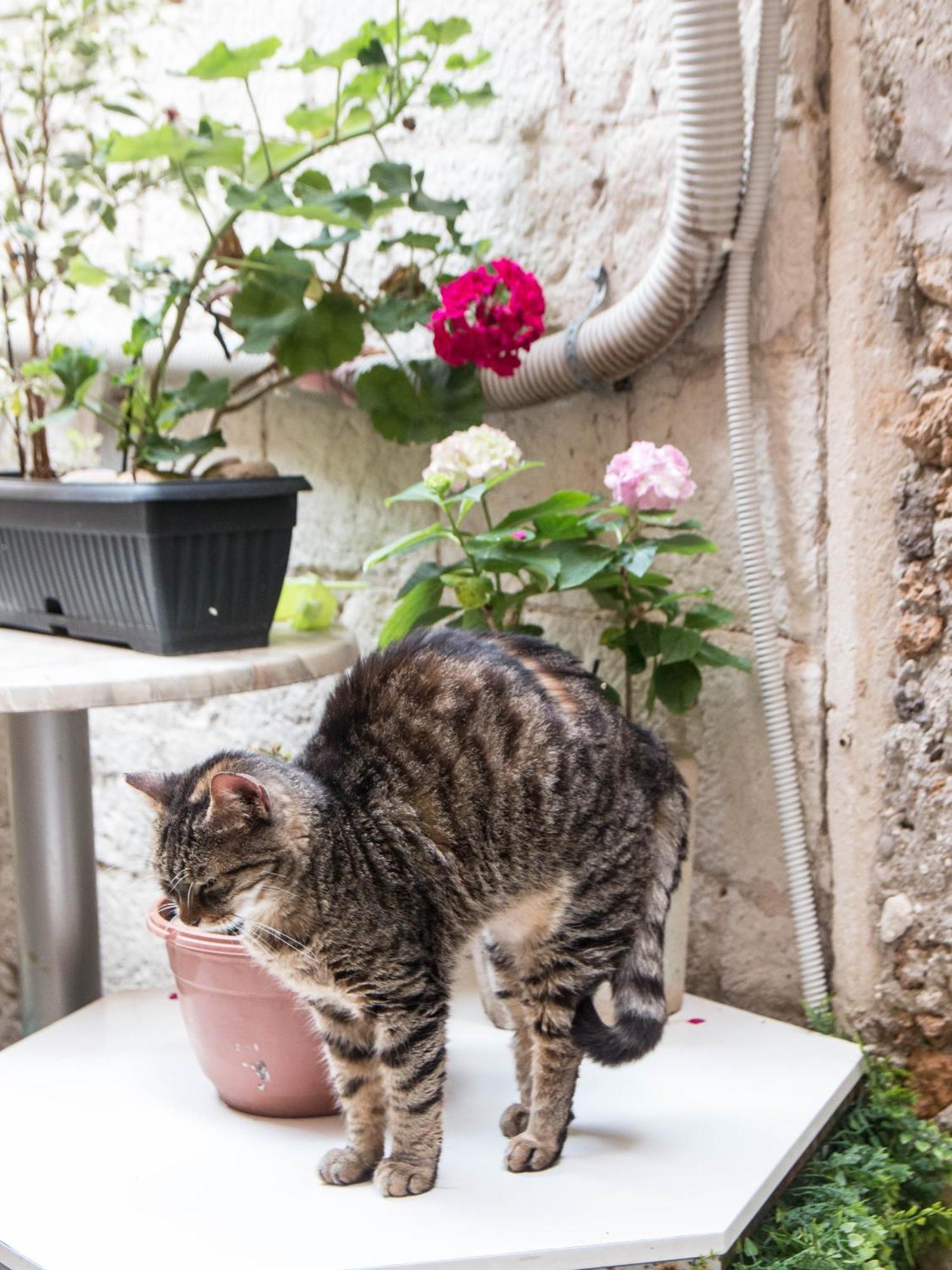 Ella La Bella II Dubrovnik Old Town Apartment ภายนอก รูปภาพ